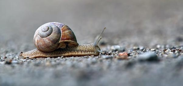 At a snail's pace